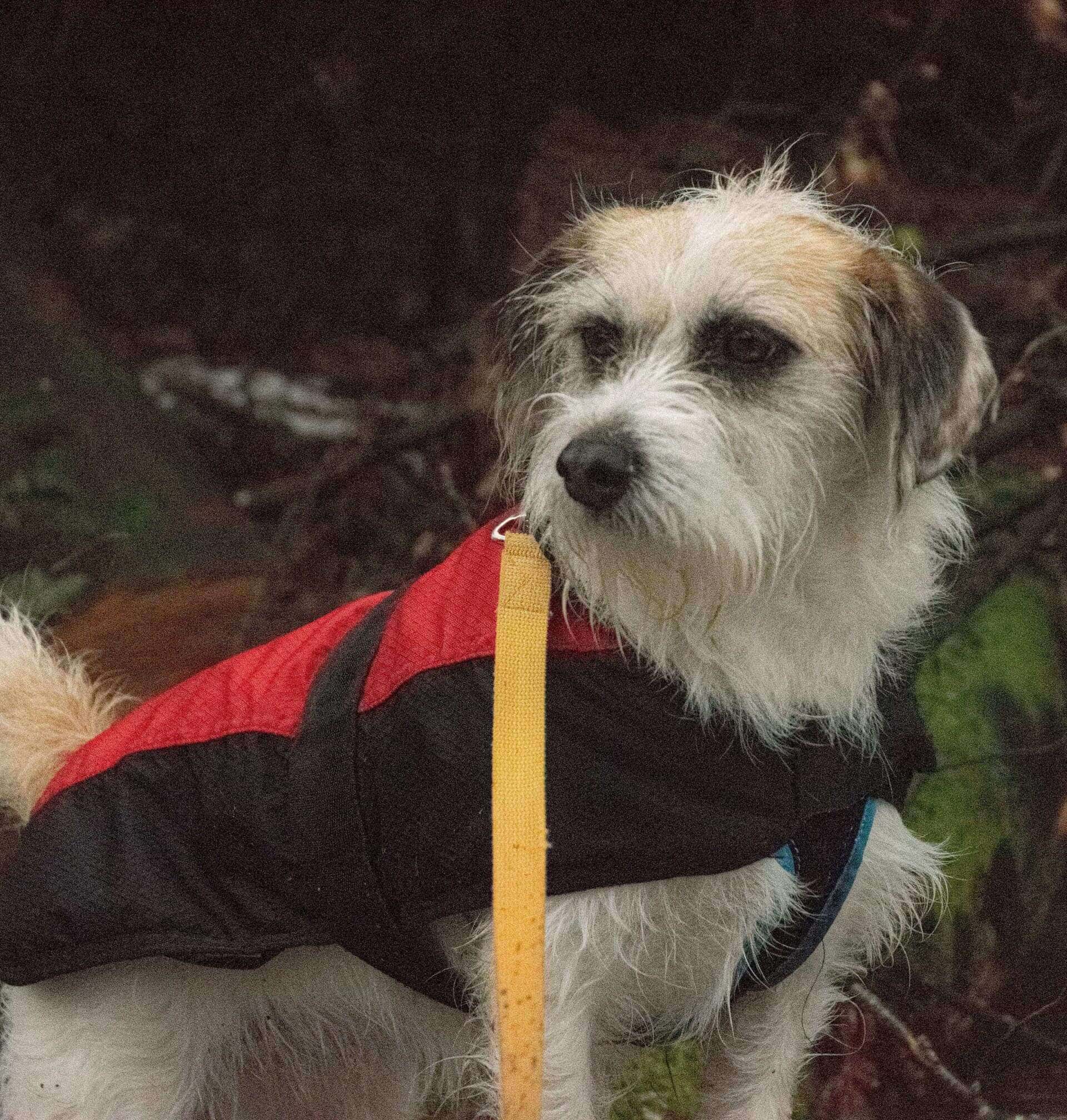 Hund im Wald