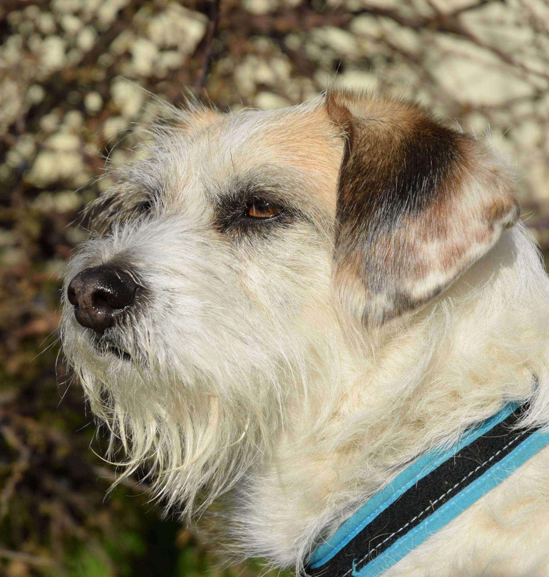 Hund im Wald